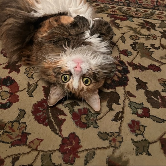 upsidedownkat